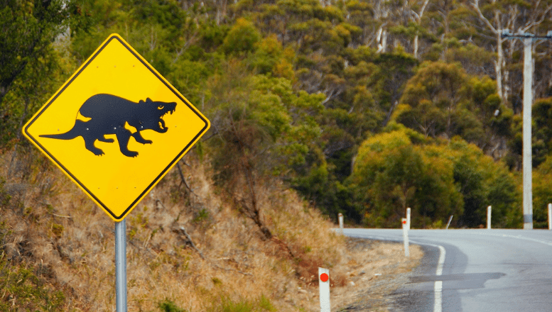Warning Sign for Tasmanian Devil.<p>These nocturnal animals feed on the carcasses of dead animals.<p>Many are found on roadways, and consequently many are killed by cars.