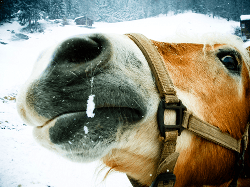 We're not riding horses and therefore you need to take care when driving in the winter.